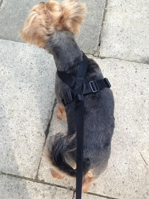 Layla Flaherty and Buttons with the CLIX CarSafe Harness