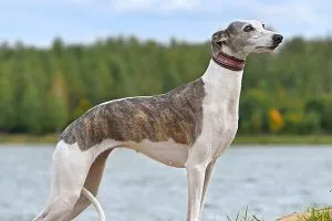 Lean and graceful Whippet, a gentle and adaptable dog with minimal grooming needs.