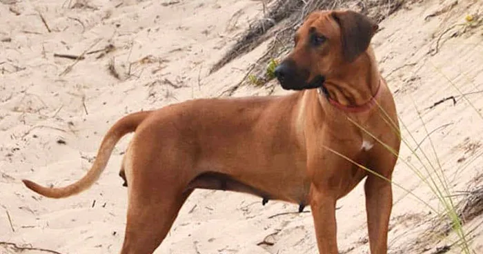 Lean, athletic Kombai dog standing alert