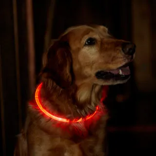 LED Rechargeable Safety Collar