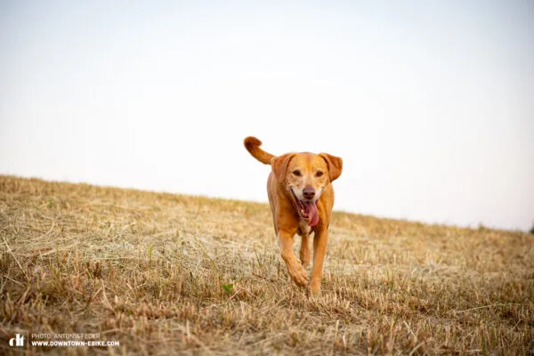 Leo, a calm senior dog, rides comfortably in a dog bike trailer with ease.