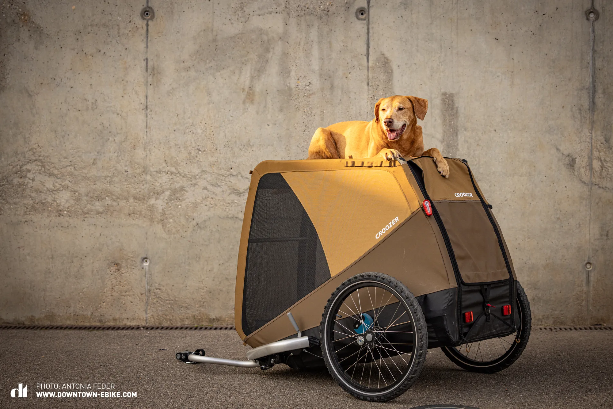 Leo sits atop the Croozer dog trailer, bathed in the soft light of sunset, enjoying the elevated view.