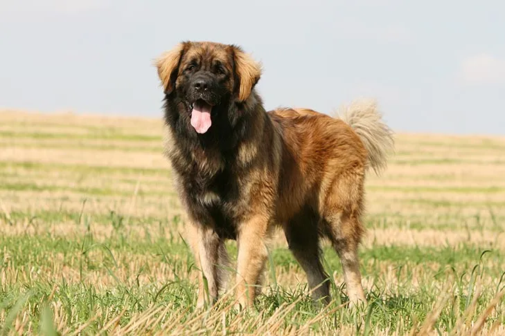Leonberger standing in a field, reflecting its dual role as a companion and farm worker.