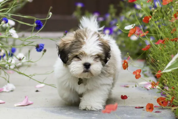 Lhasa Apso, a small Tibetan dog with a low-shedding coat