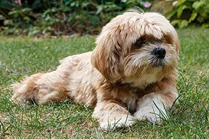 Lhasa Apso laying in grass