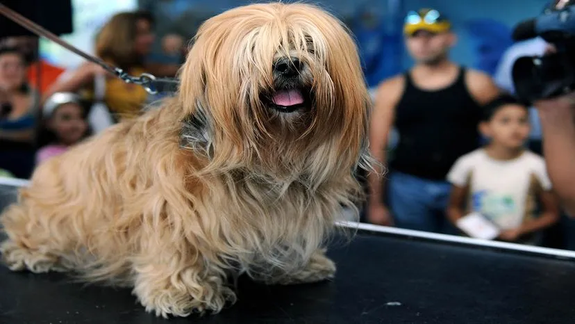 Lhasa Apso with a long, dense coat, a small, hardy, and hypoallergenic dog