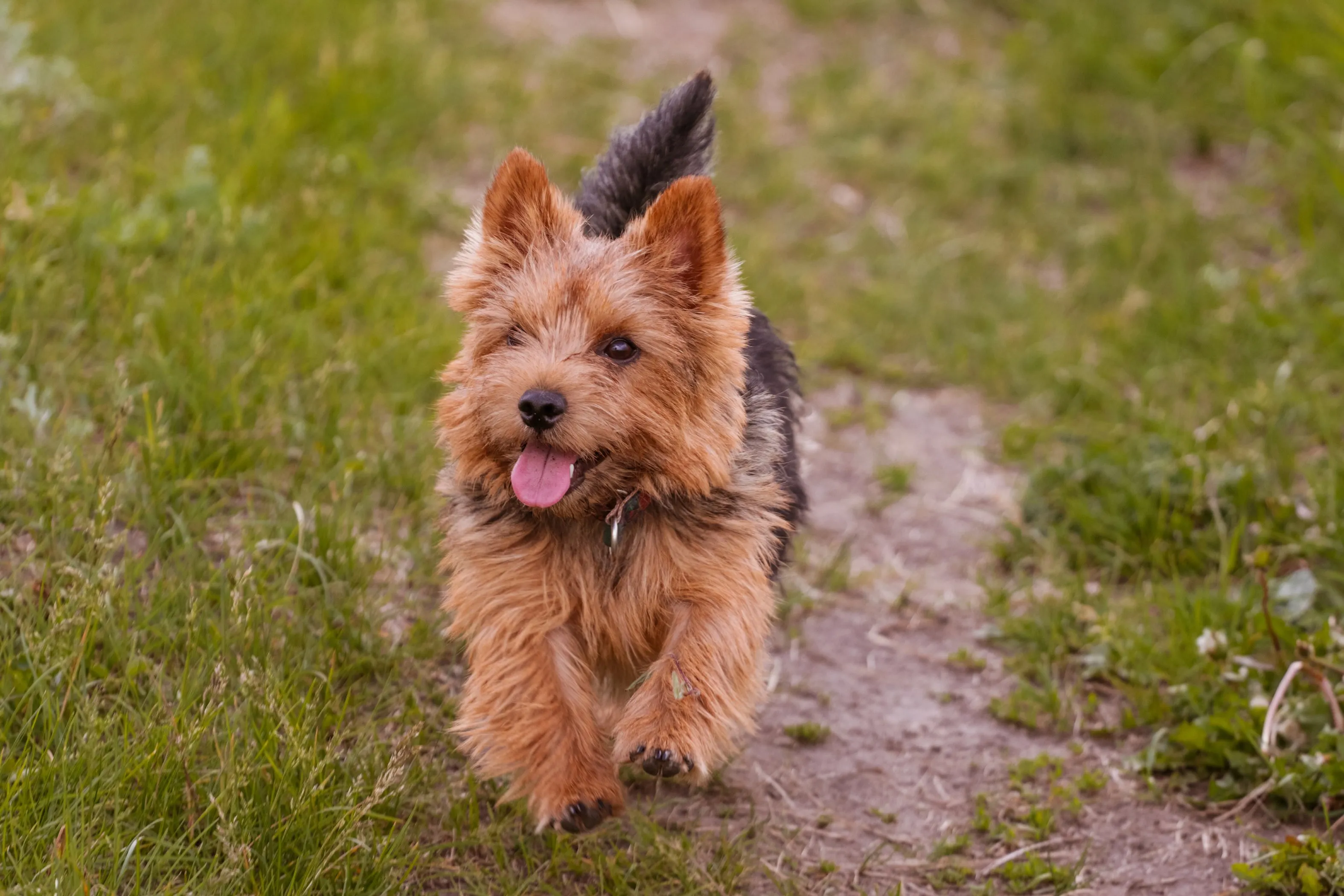 Lively Norwich Terrier trotting across lush green grass with its ears pricked up