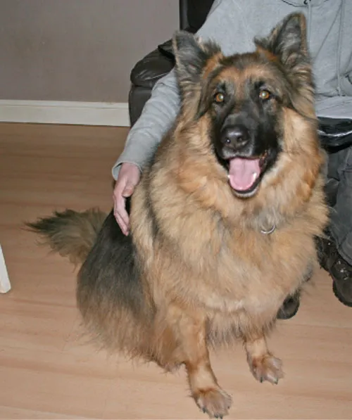 Long-coated German Shepherd Jake seeking love and exercise