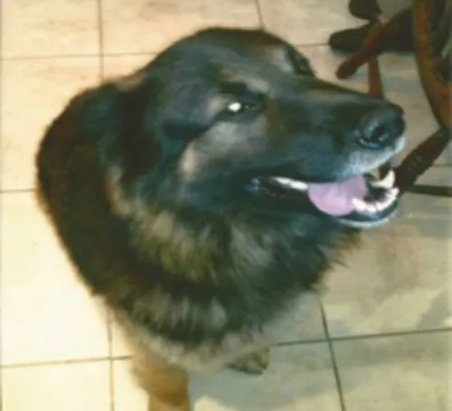 Long-haired German Shepherd Bruno needs freedom and training