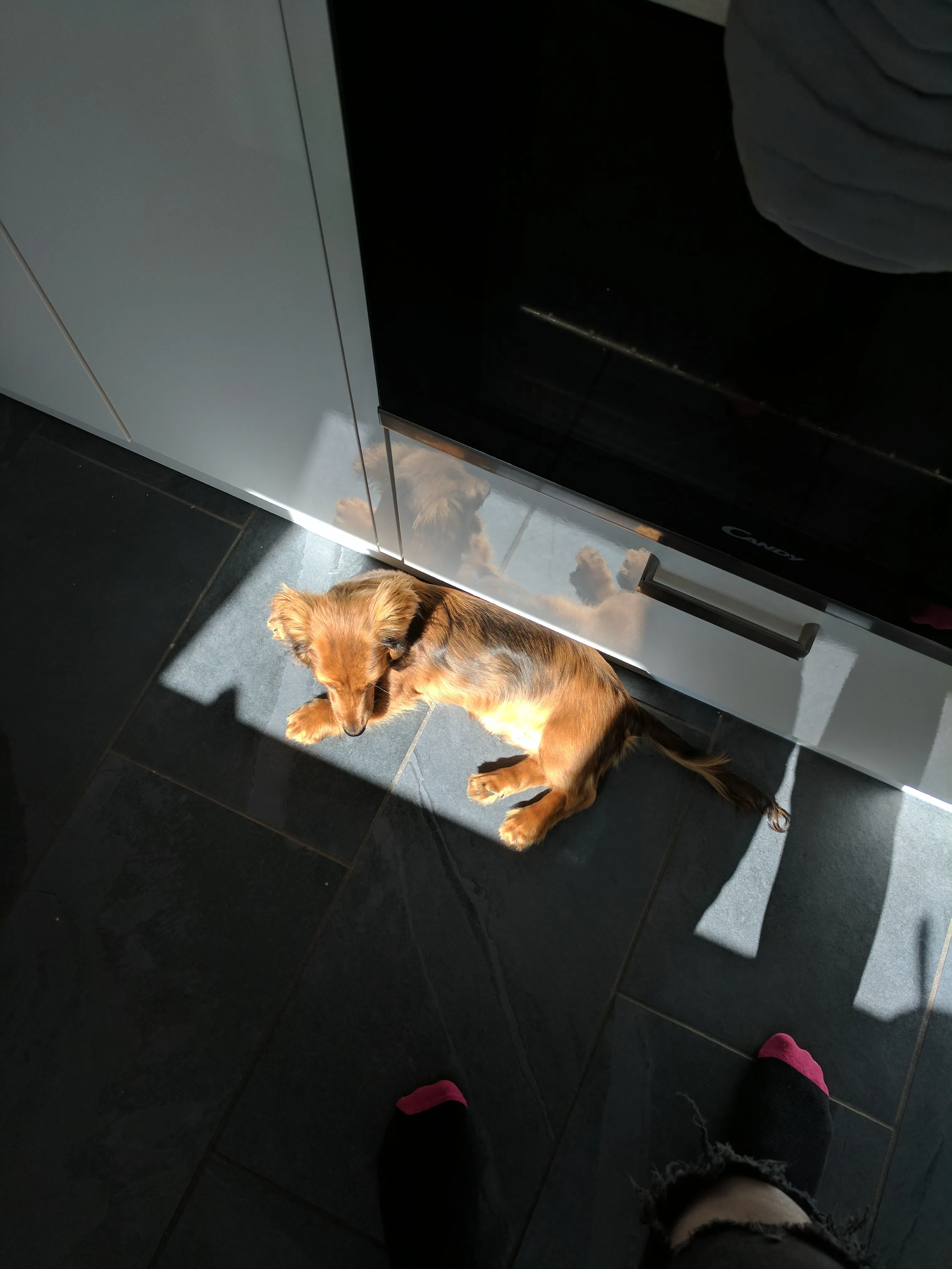 Long-haired sausage dog puppy relaxing comfortably on an indoor rug