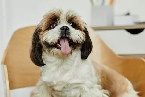 Long-haired Shih Tzu with a topknot, a hypoallergenic and low-shedding companion.