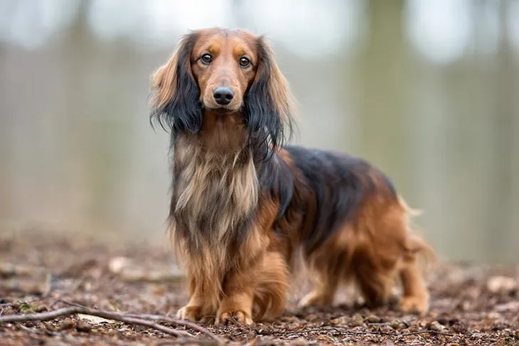 Longhaired Dachshund showcasing its elegant coat outdoors, a variation of the hot dog breed.