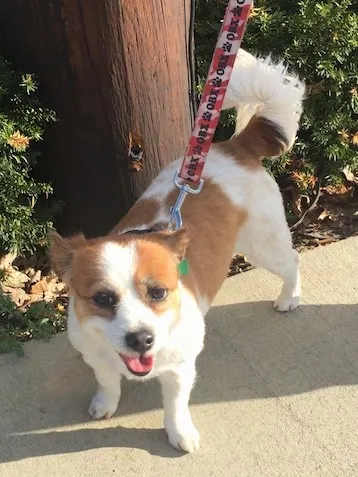 Looking down at a tan and white, short-legged Jack Russell Chihuahua mix with dark happy eyes, a black nose with a pink tongue showing standing on a sidewalk in the sun in front of a phone pole, looking content
