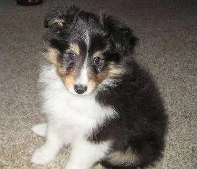 Louie, a 6-week-old tri-color Sheltie puppy, looking thoughtful and inquisitive