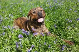 Louis, a Rottweiler cross, walking through bluebells in Malvern