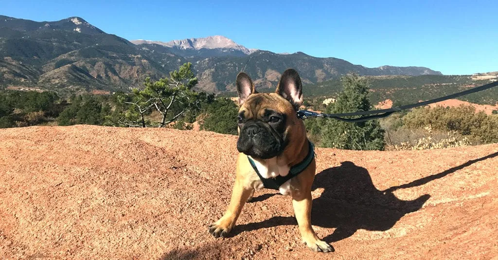 Louis the adventure dog posing on a mountain trail, a small pup with a big personality ready for safe travels with his Outward Hound car seat cover.