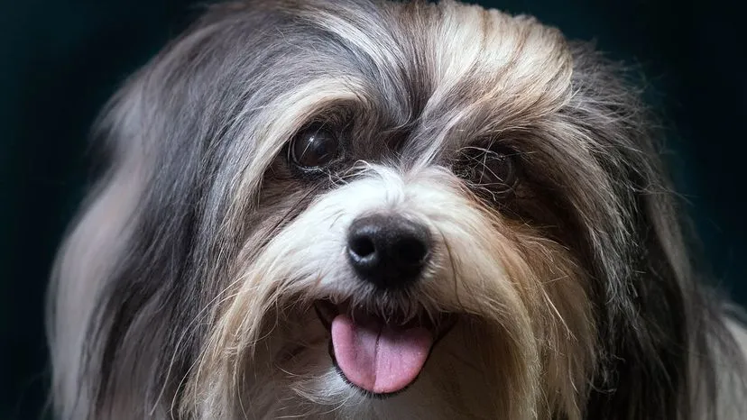 Löwchen, or 'little lion dog,' with its distinctive mane cut