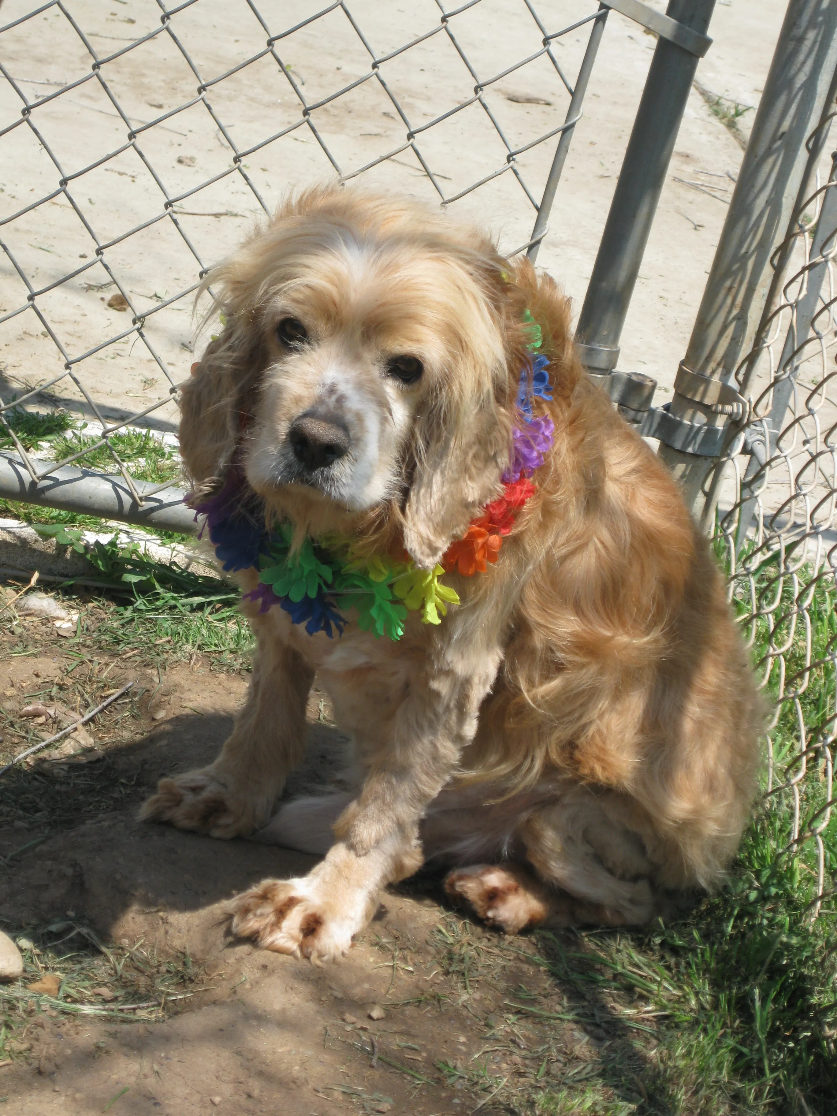 Loyal brown and white speckled Cocker Spaniel resting by an old man's feet in a heartwarming Christmas dog story
