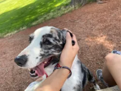 LUCAA+ Pet Ear Care spray prevents bacterial ear infections in dogs and cats