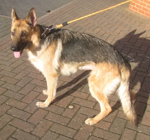 Lulu, a beautiful German Shepherd with allergies, needs gentle care