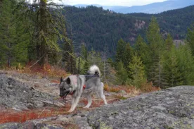 Luna and Tora, two Norwegian Elkhound sisters, navigating scenic fall terrain