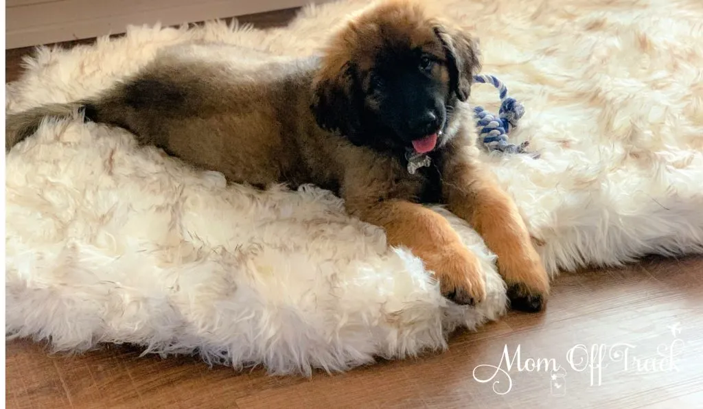 Luxurious faux fur PupRug bed, a comfortable and durable option for large breed puppies