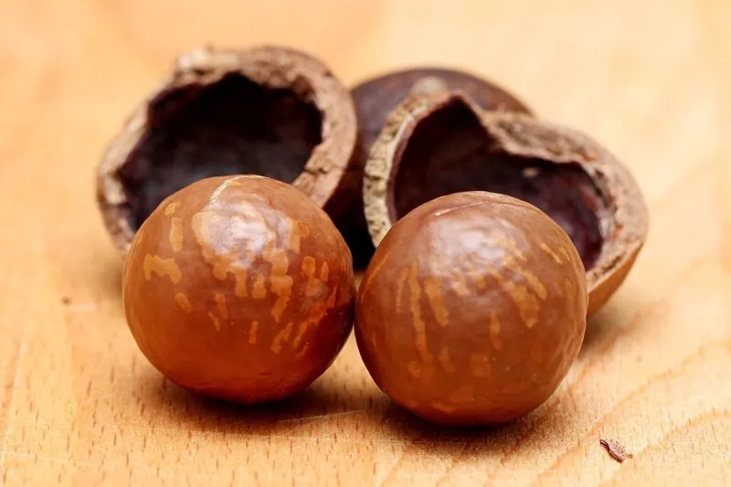Macadamia nuts in a small bowl, a type of nut that can cause severe illness in dogs.