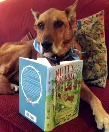 Maggie, the author's beloved dog, intently observing a copy of the "Mutt's Promise" picture book.