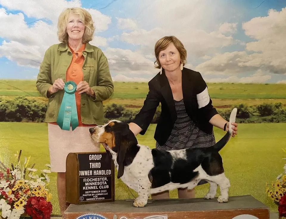 Majestic adult Basset Hound with characteristic long ears and soulful eyes