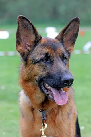 Majestic German Shepherd dog standing, showcasing its characteristic tan and black coat, alert ears, and intelligent expression.