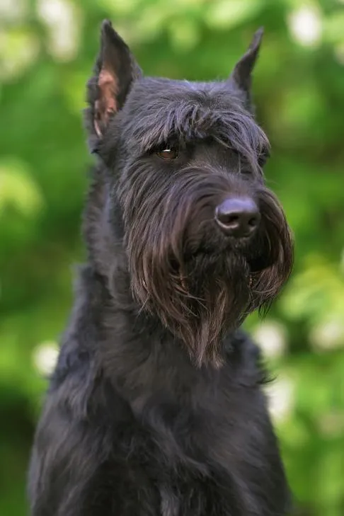 Majestic Giant Schnauzer headshot, looking alert outdoors.