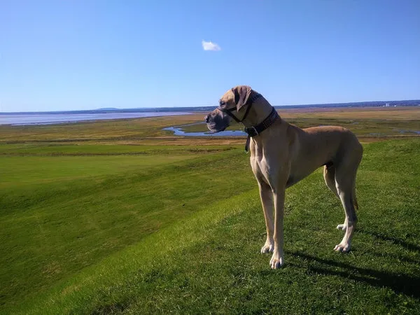 Majestic Great Dane standing tall, a gentle giant among dog breeds for Indian families