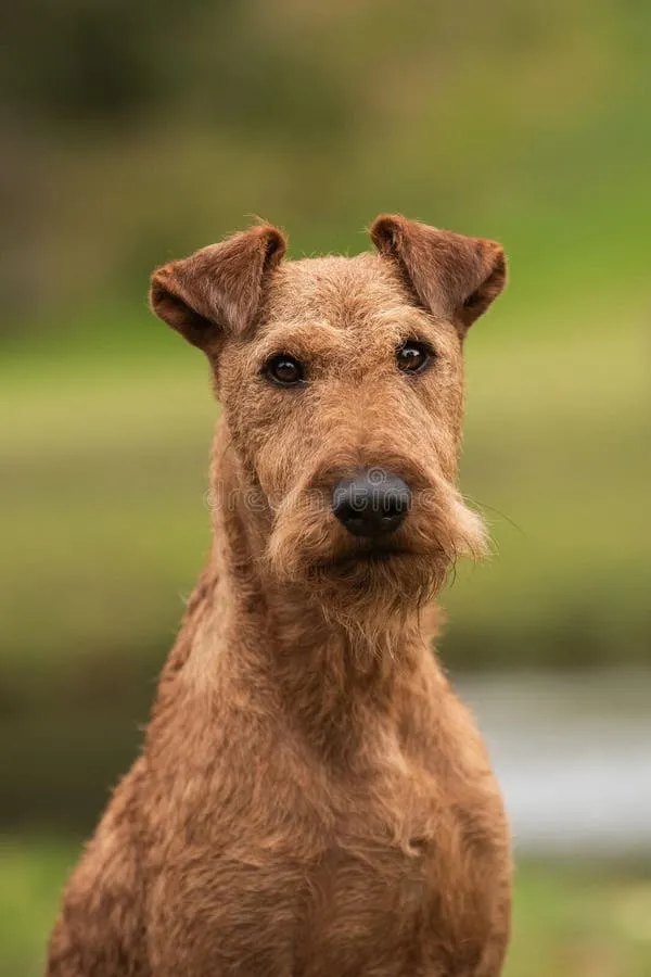 Majestic Irish Terrier dog portrait amidst the vibrant colors of an autumn park, showcasing its characteristic red wire coat.