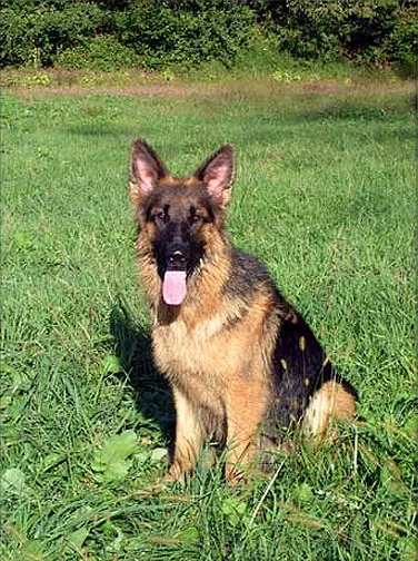 Majestic long-haired German Shepherd standing alert, displaying its characteristic long fur