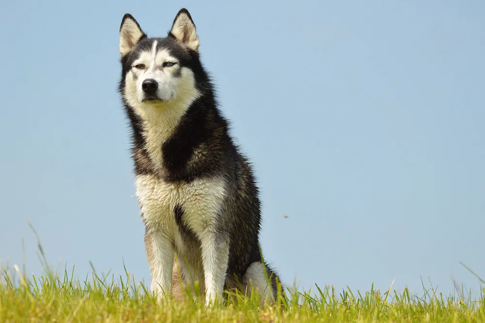 Majestic Siberian Husky enjoying the outdoors, symbolizing a happy dog free from fleas and ticks with the best prevention.