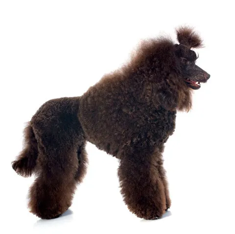 Majestic Standard Poodle with its signature curly, low-shedding coat, looking elegant