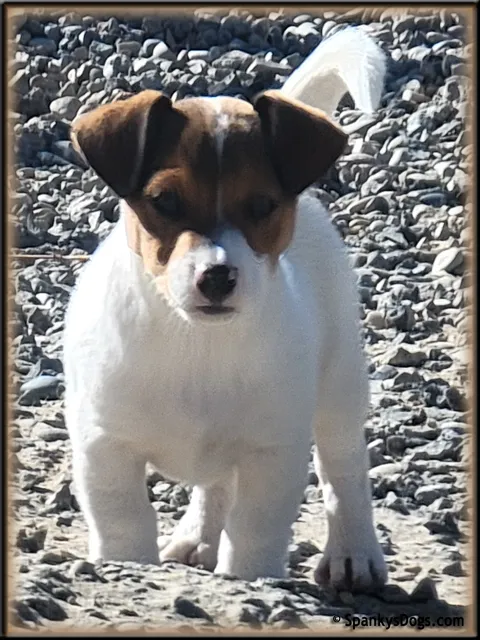 Male #1 Jack Russell Terrier Puppy for Sale, looking attentive