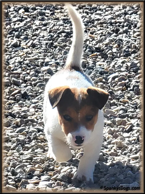 Male #1 Jack Russell Terrier Puppy for Sale, sitting calmly