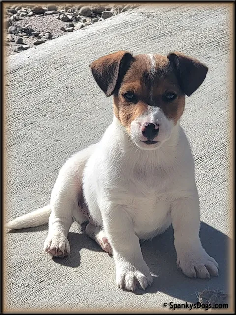 Male #1 Jack Russell Terrier Puppy for Sale, with a playful gaze