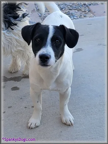 Male #2 Jack Russell Terrier Puppy for Sale, black and white coat