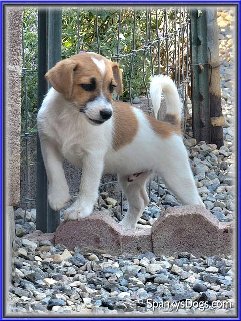 Male #3 Jack Russell Terrier Puppy for Sale, with a playful expression