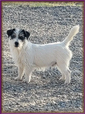Male Jack Russell Terrier puppy for sale, napping comfortably