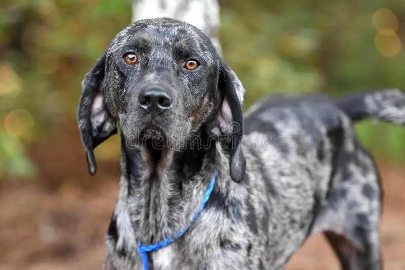 Male Merle Bluetick Coonhound and German Shorthaired Pointer mix