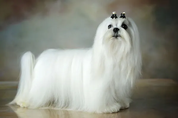 Maltese dog with a long, elegant white coat