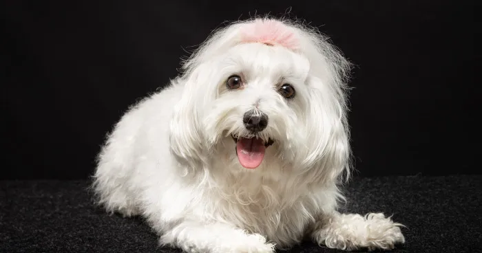 Maltese dog with fluffy white coat