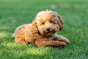 Maltipoo laying in grass