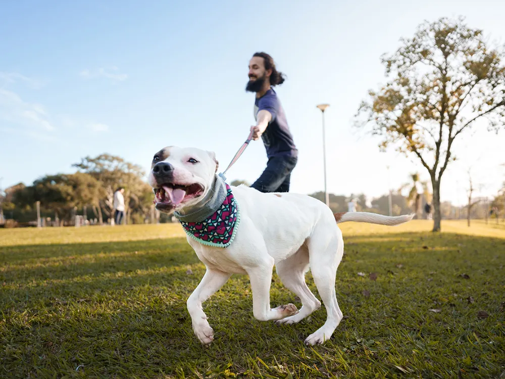 Man struggling to control his Pitbull dog pulling on a leash in a park, illustrating dog pulling issues.