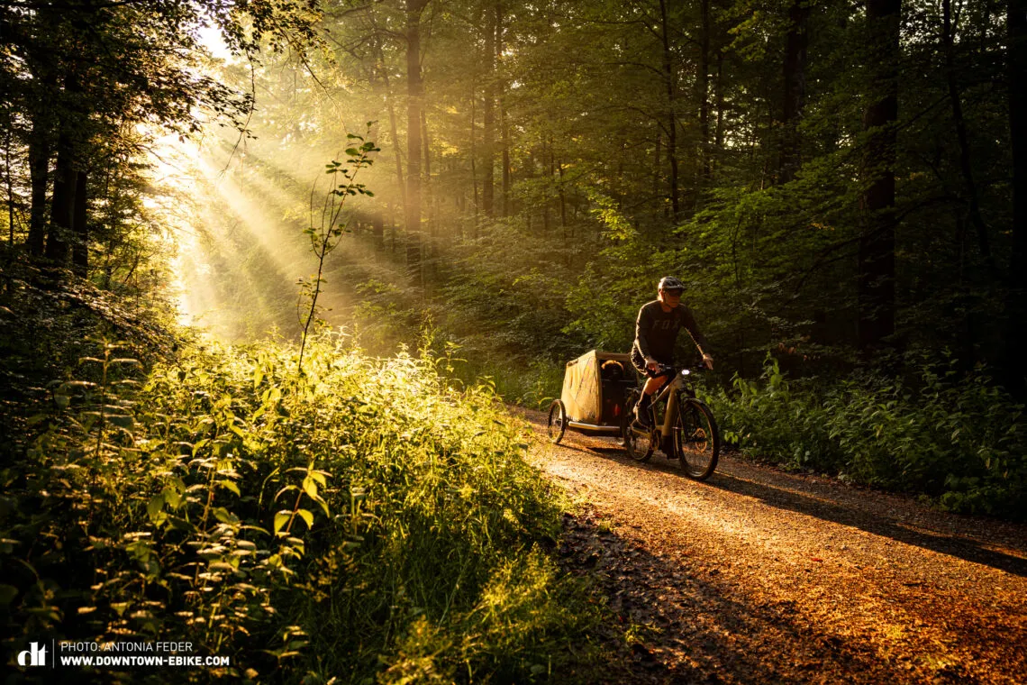 Manne cycles through a forest path with his dog trailer in the soft evening light.