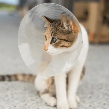 Map pin icon symbolizing easy location finding for an animal hospital near me.