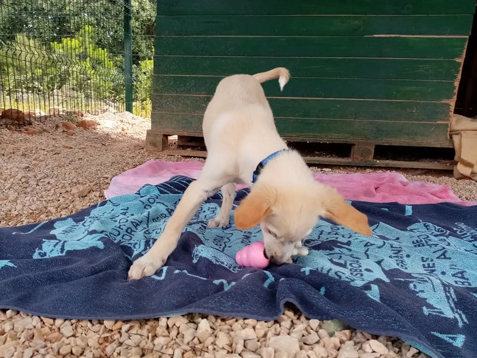 Max, a puppy, intensely chewing on a pink KONG puppy toy